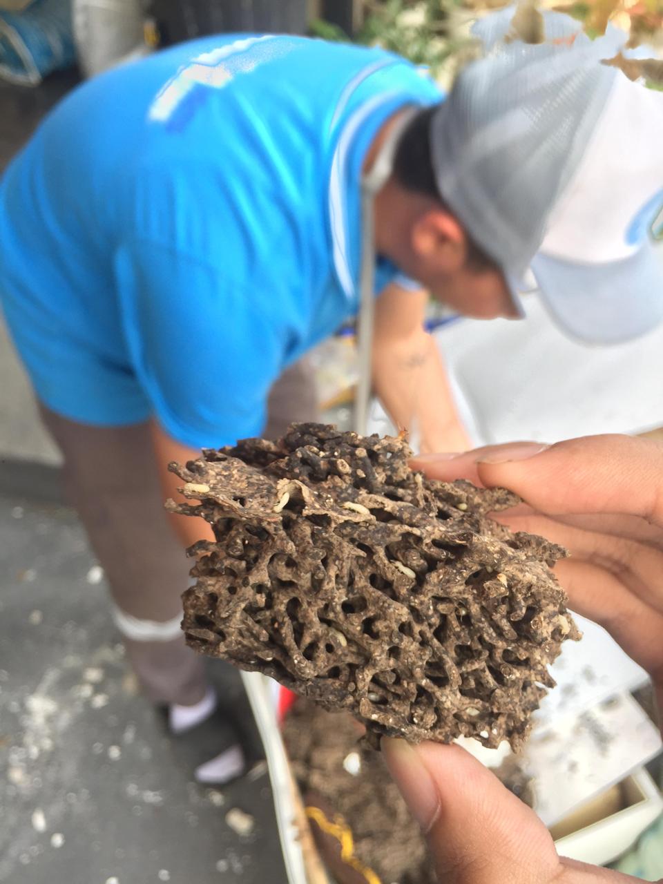 Pictures of Termite Control